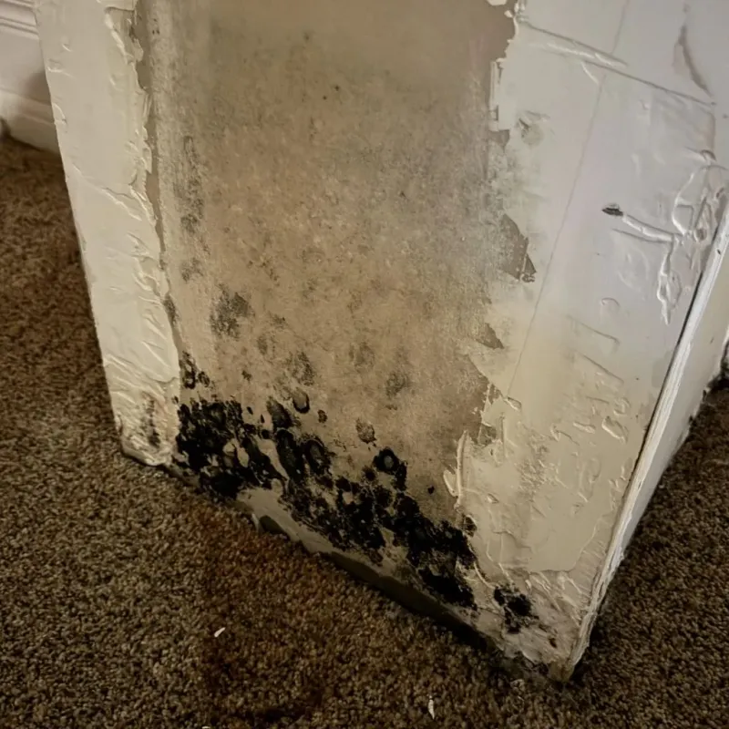 Professional Mold Removal in Patterson Tract, CA